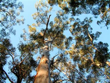 Karri Trees, Shannon State Forrest, Western Australia - 3